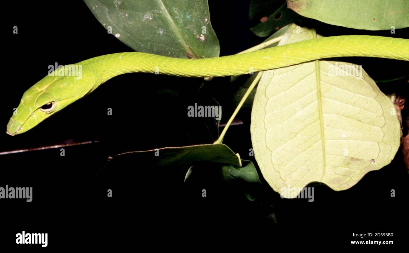 Ahaetulla mycterizans, die malaiische grüne Whipsnake oder malaiische Weinschlange Stockfoto