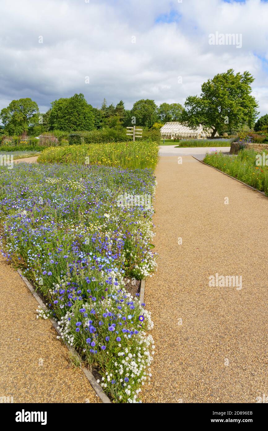 Ein V-förmiges Blumenbett gefüllt mit passenden Wildblumen zusammen mit einem Pfad zum Alpine Garden RHS Garden, Harlow Carr, Harrogate, North Yorkshire, Großbritannien. Stockfoto