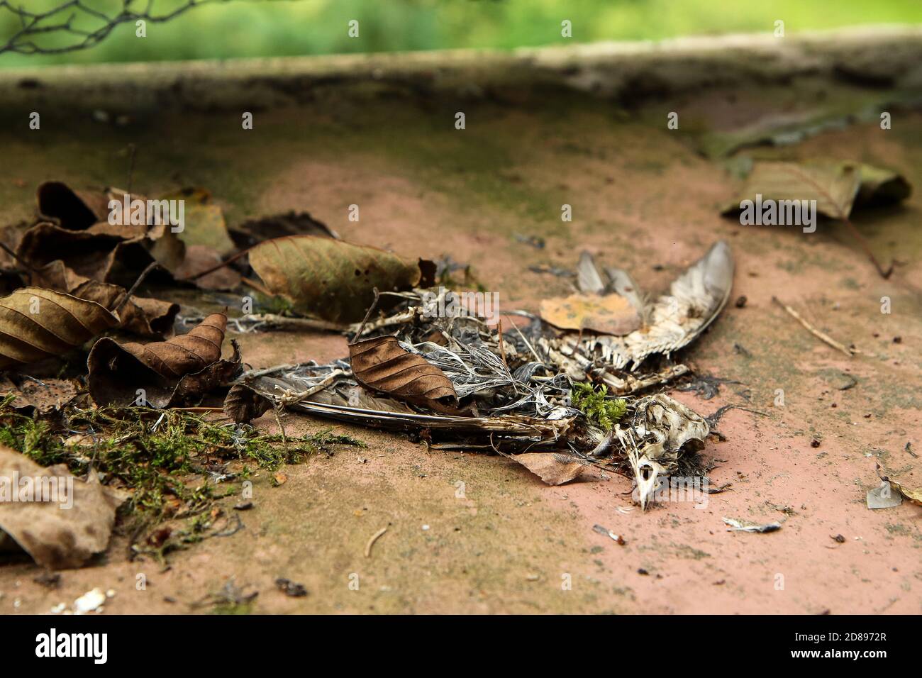 Der tote Vogel liegt auf dem Boden. Nur das Skelett bleibt erhalten. Stockfoto