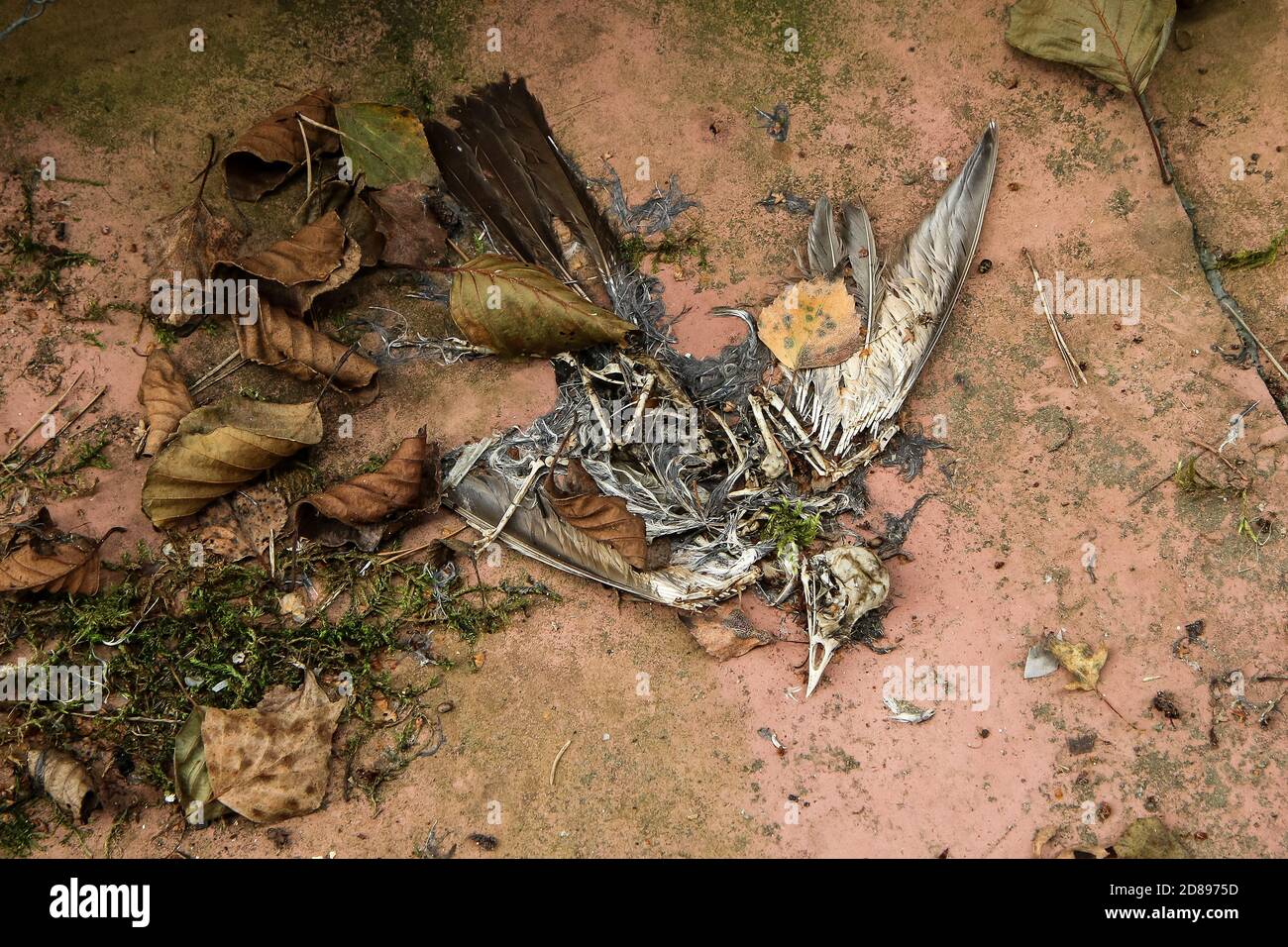 Der tote Vogel liegt auf dem Boden. Nur das Skelett bleibt erhalten. Stockfoto