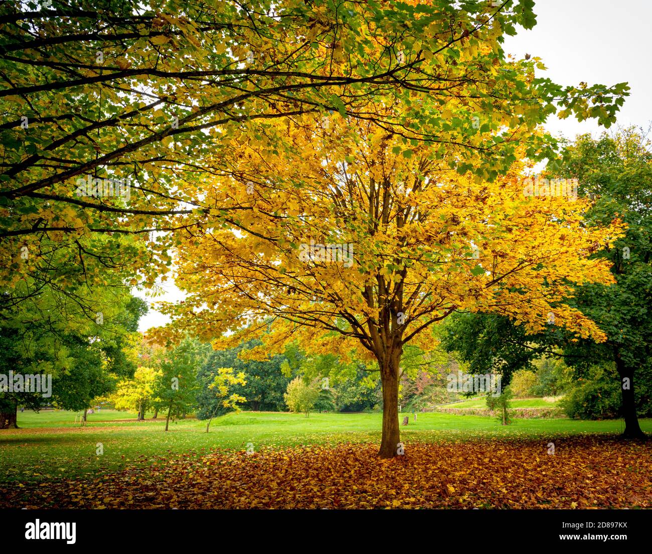 Herbstliche Bäume und Blätter auf dem Boden.Bramcote Hügel Park Nottingham England GB Stockfoto
