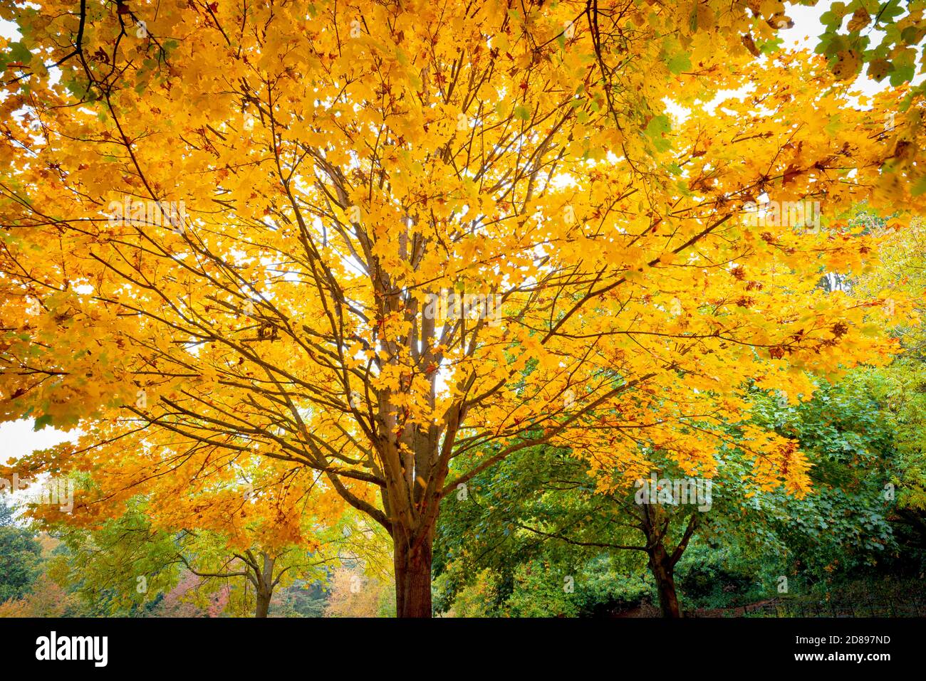Herbstlicher Baum mit gelben Blättern.Bramcote Hills Park Nottingham England UK Stockfoto