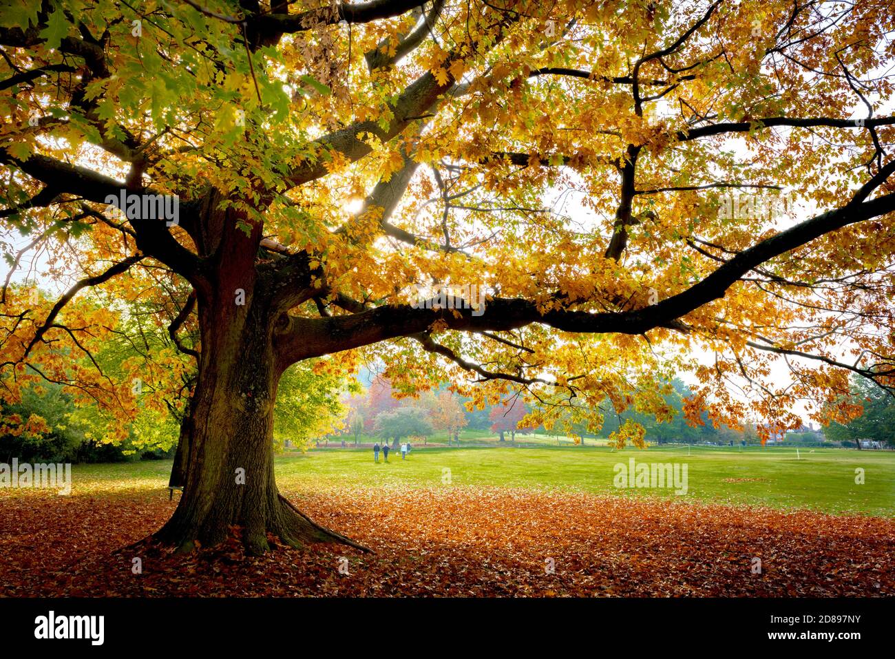 Herbstliche Bäume und Blätter auf dem Boden.Bramcote Hügel Park Nottingham England GB Stockfoto