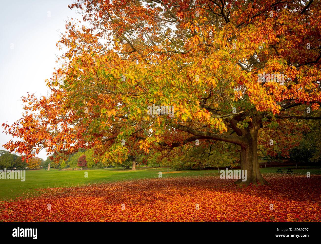 Herbstliche Bäume und Blätter auf dem Boden .Bramcote Hügel Park Nottingham England, Großbritannien Stockfoto