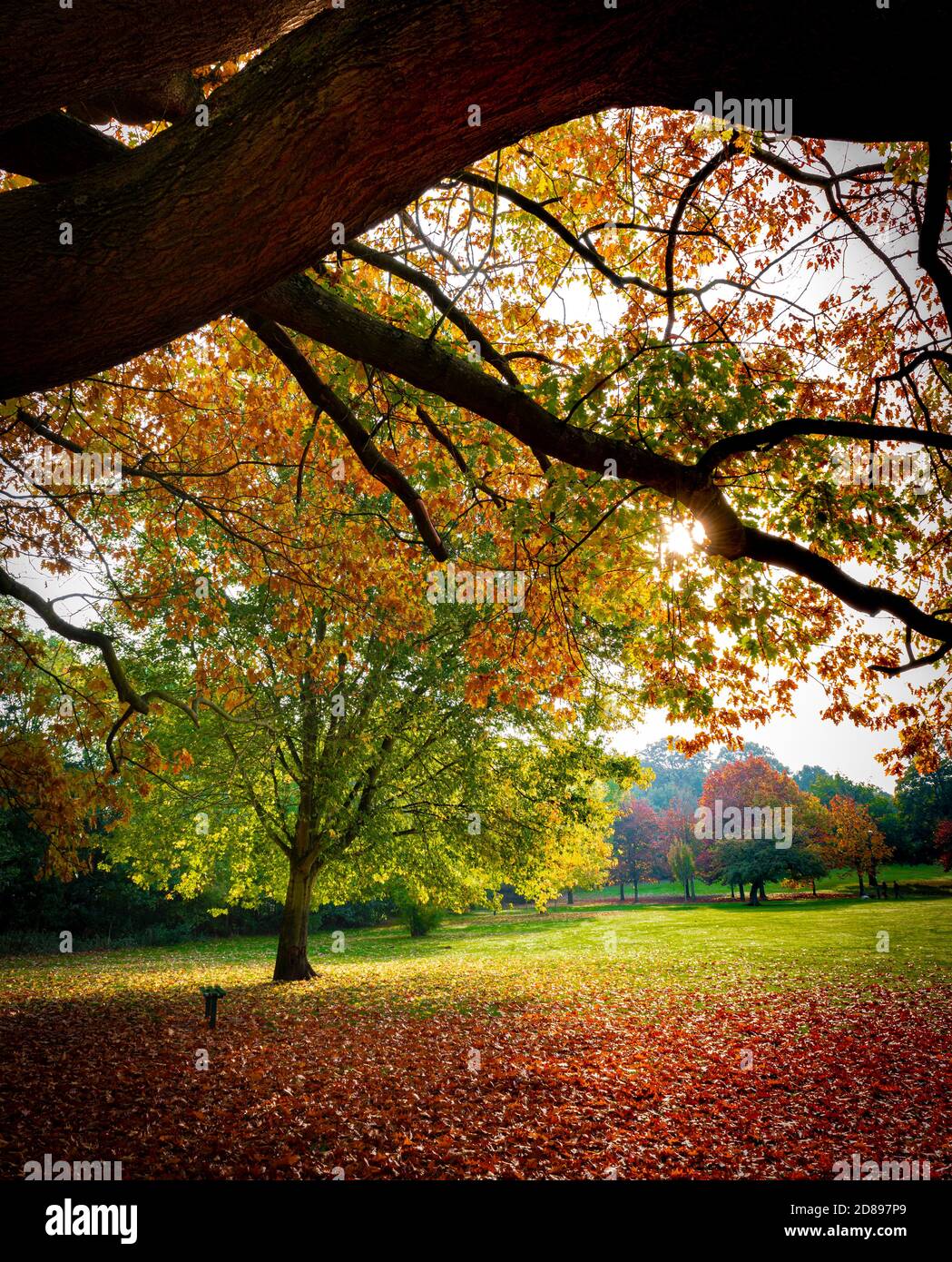 Morgen Herbstsonne mit herbstlichen Bäumen und Blättern auf der Bramcote Hills Park Nottingham England Großbritannien Stockfoto