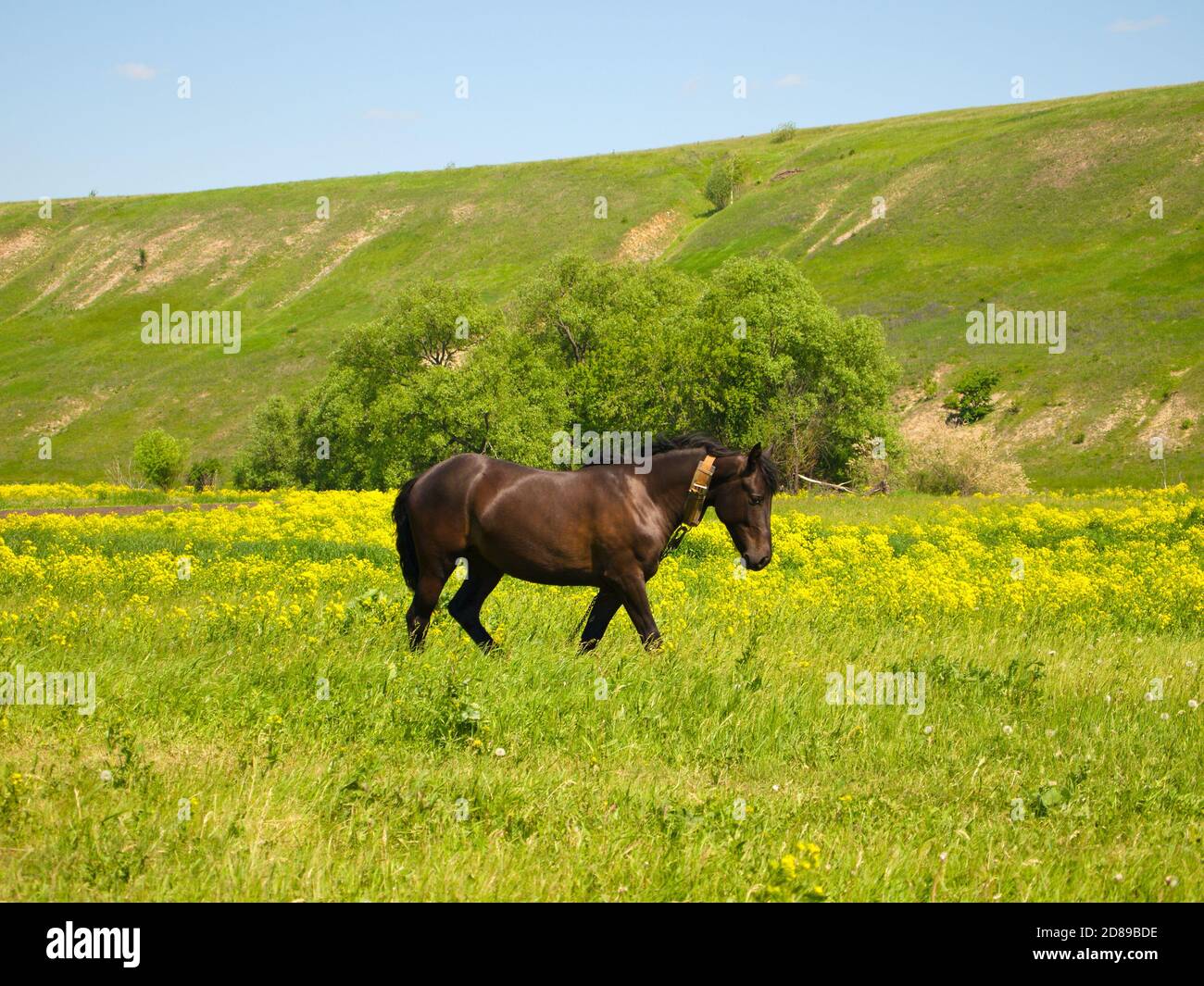 Weidende Kastanienpferd auf der Wiese Stockfoto