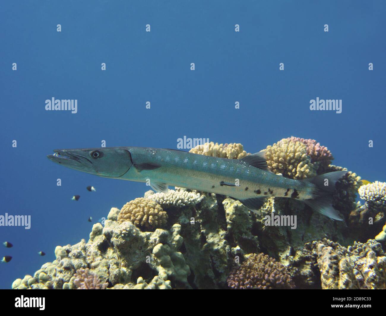 View Barracuda Angriff Gif