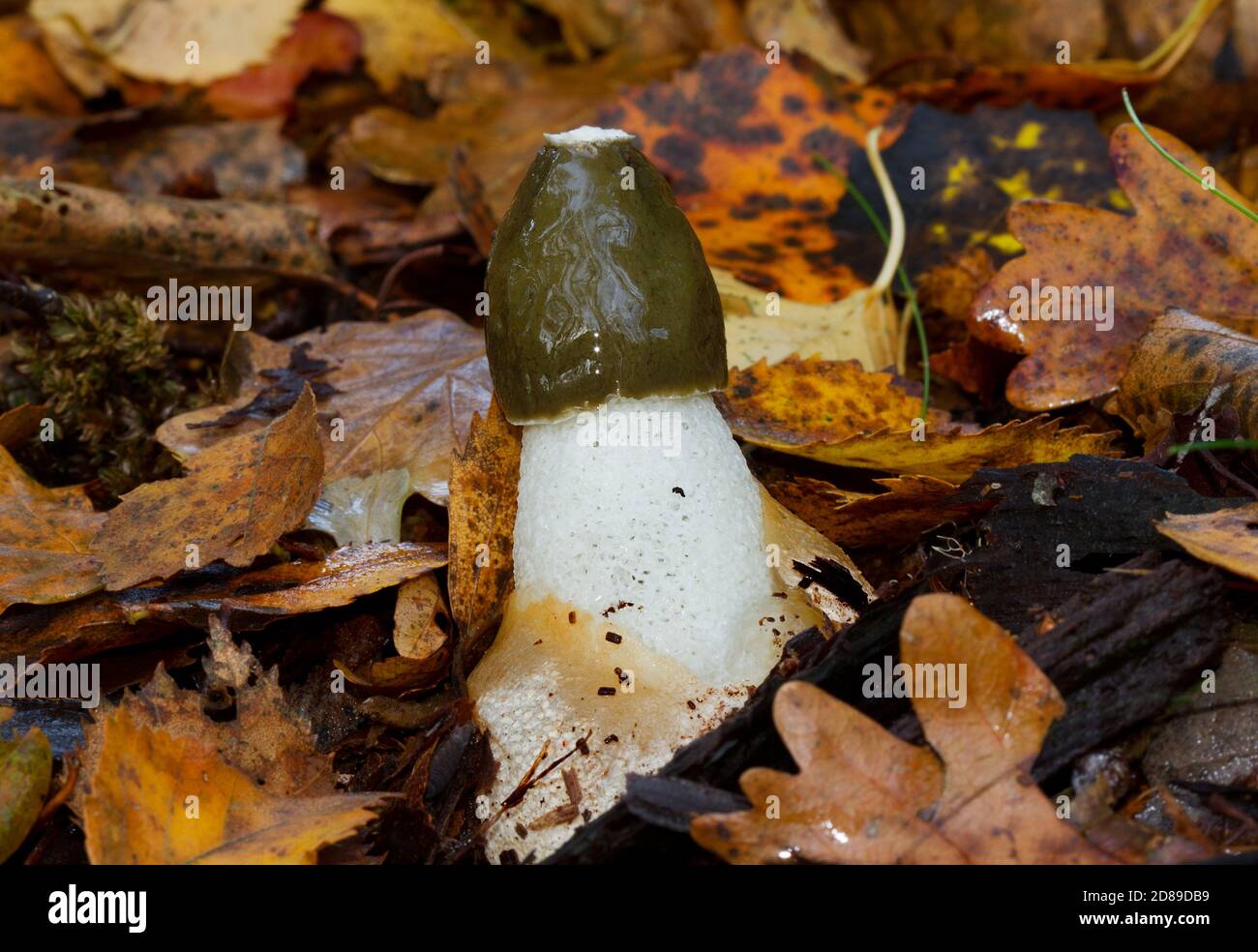 Schleimig gewöhnlicher Stinkhorn zwischen Herbstblättern Stockfoto