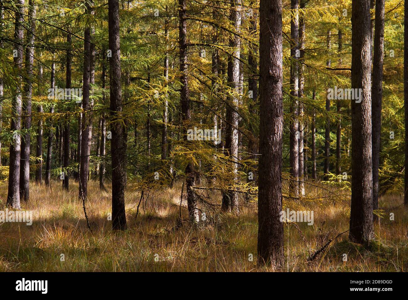 Ein Wald mit Lärchen und purpurpurnen Moorgras Herbstfarben Stockfoto