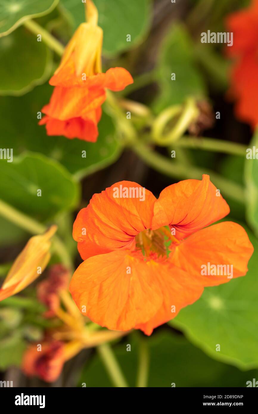 Kapuzinerkresse Blüten Stockfoto