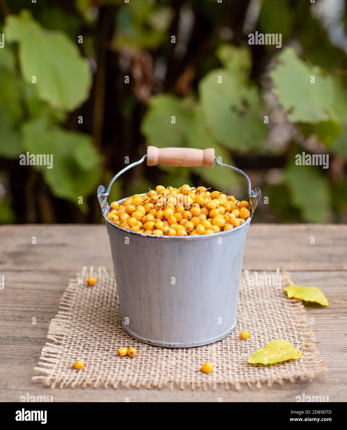 Die reifen Beeren des Sanddorns im Eimer auf dem Gartenhintergrund. Die gesunden Vitamin-Herbstbeeren Stockfoto