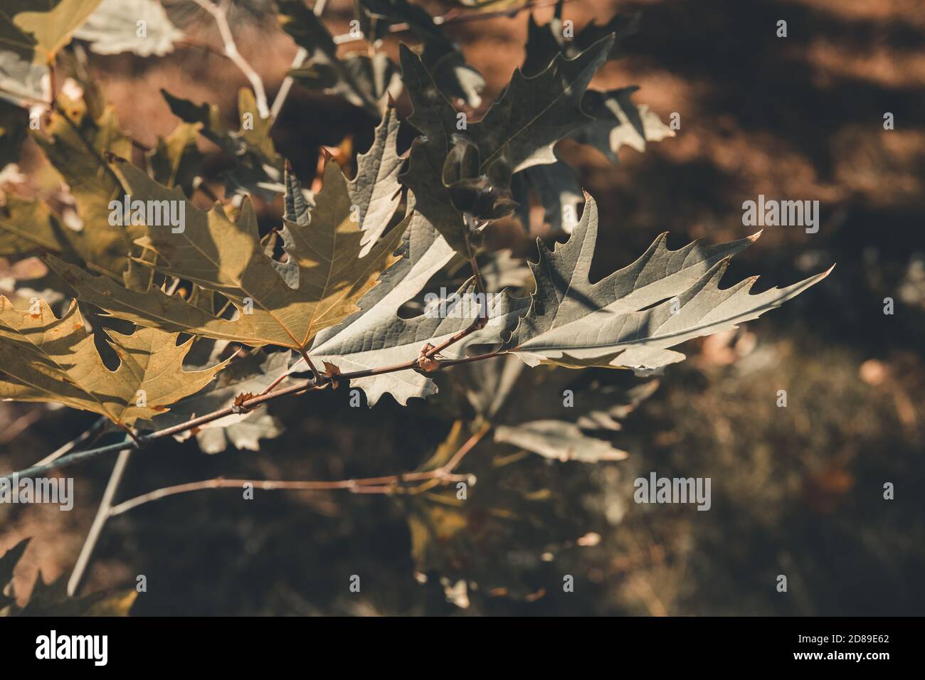 Grüne Farbe Ebene Baum Blätter und Früchte isoliert auf Himmel Hintergrund. Platanus orientalis, Alte Welt-Sykamore, Orientalische Ebene. Herbstkonzept. Stockfoto Grüne Farbe Ebene Baum Blätter und Früchte isoliert auf Himmel Hintergrund. Platanus orientalis, Alte Welt-Sykamore, Orientalische Ebene. Herbstkonzept. Stockfoto