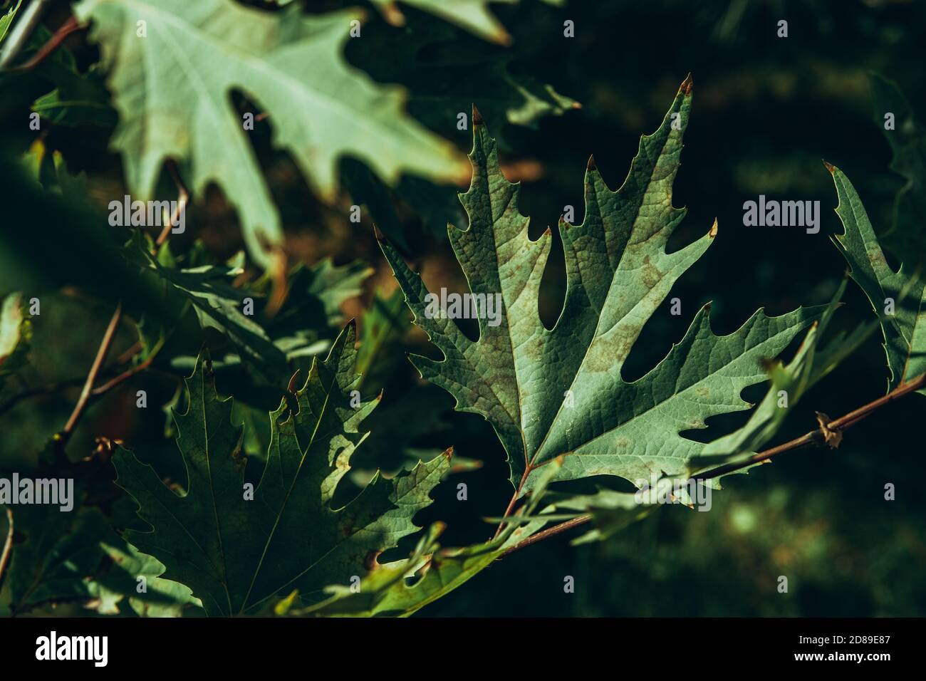 Nahaufnahme von grünen Platanenblättern auf Ästen mit Sonnenlicht. Platanus orientalis, Alte Welt-Sykamore, Orientalische Ebene Stockfoto