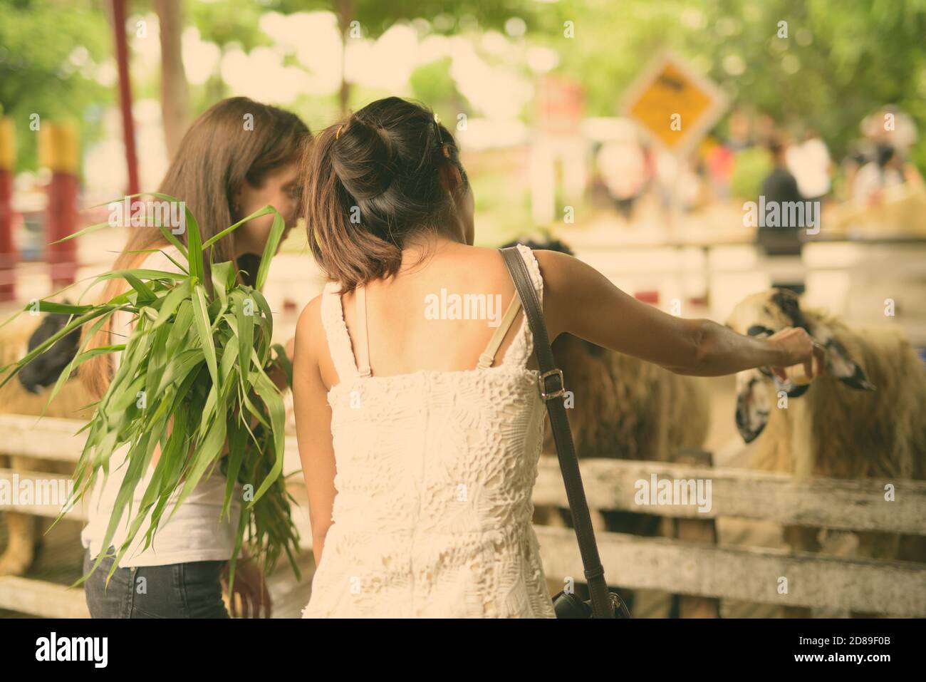 Zwei junge multiethnische Freundinnen füttern die Schafe während des Urlaubs in Ayutthaya, Thailand Stockfoto
