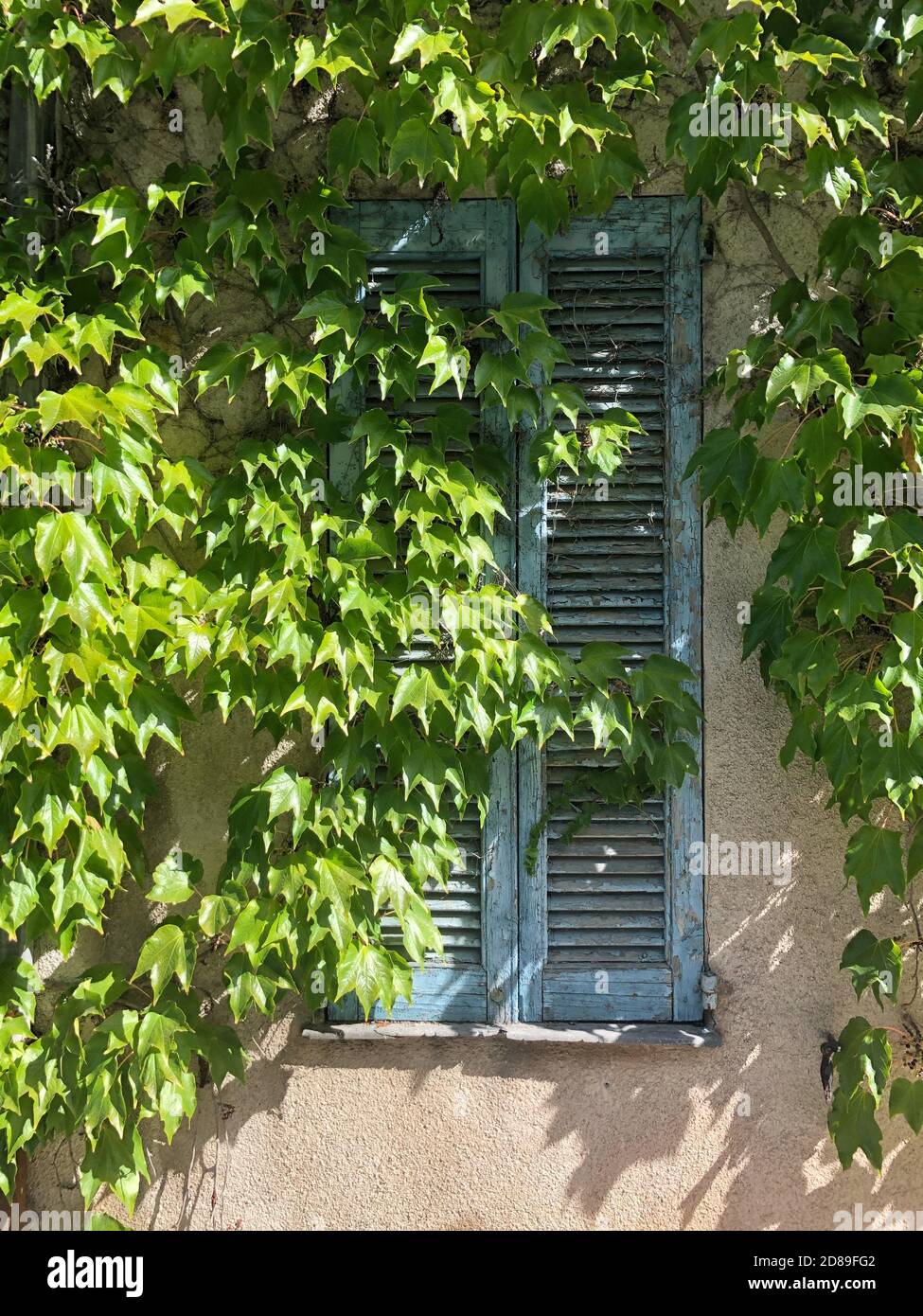 Nahaufnahme von Efeu, der an einer Wand um Fensterläden wächst, Frankreich Stockfoto