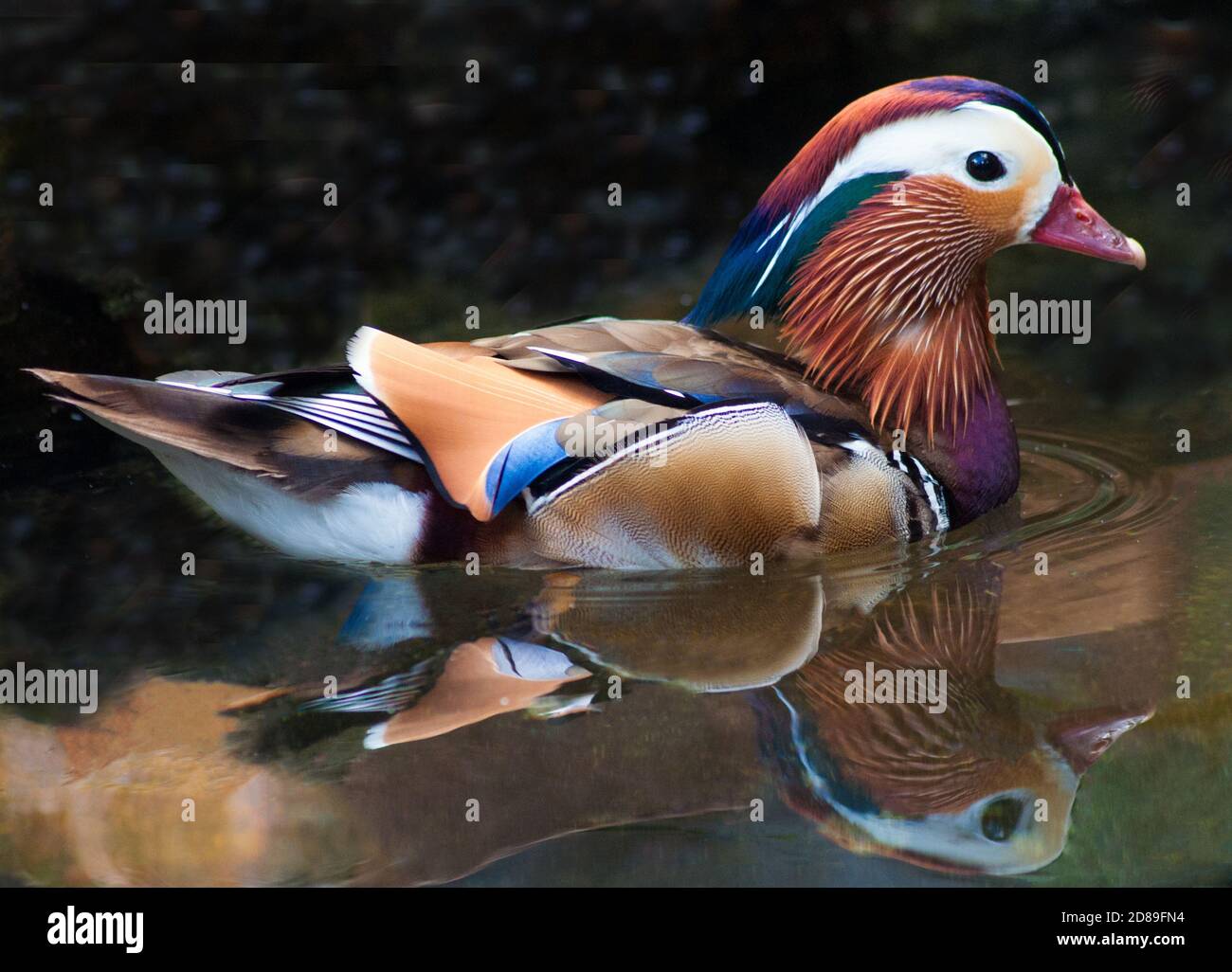 Porträt einer Mandarinente, die in einem Fluss schwimmt, Südafrika Stockfoto