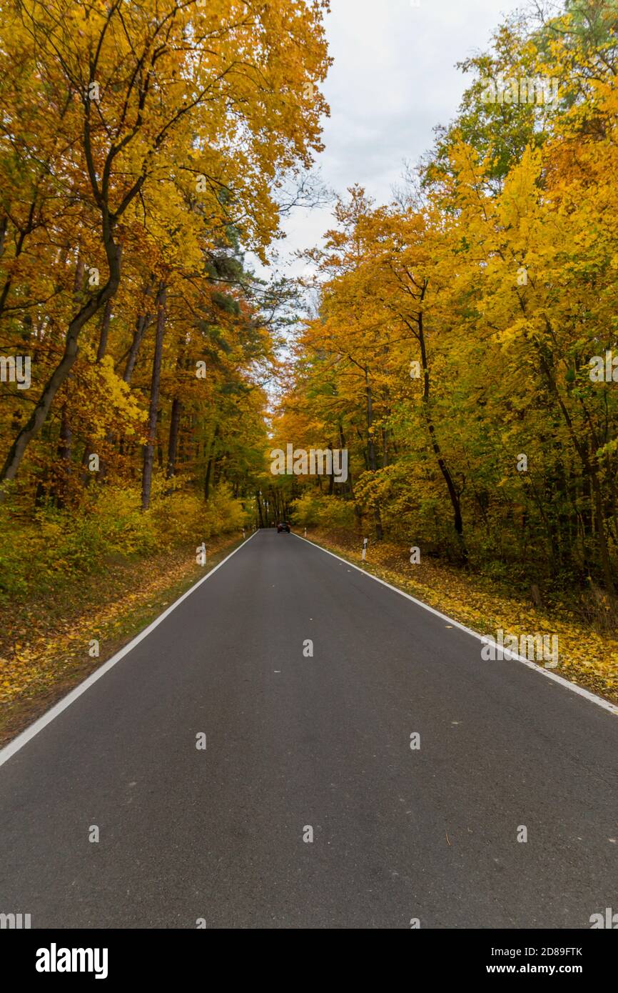 Herbststimmung im Nationalpark Hainich - Thüringen / Deutschland Stockfoto