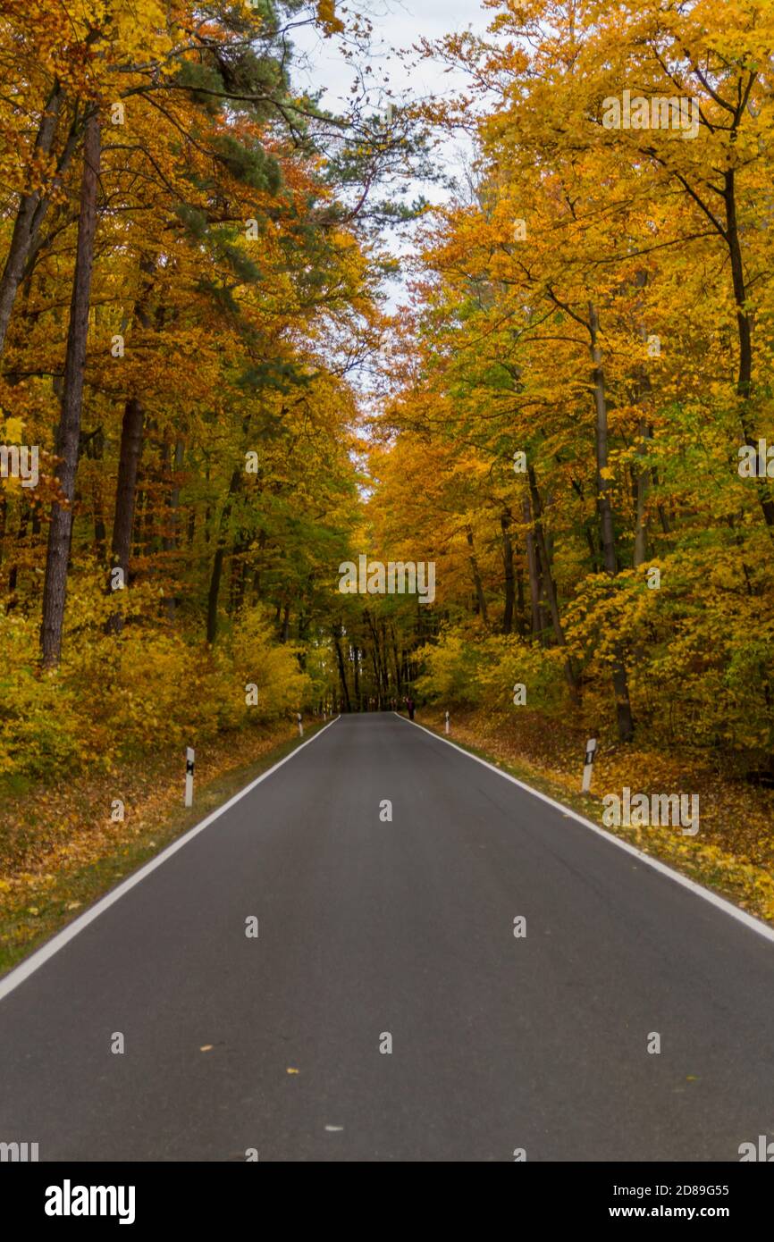 Herbststimmung im Nationalpark Hainich - Thüringen / Deutschland Stockfoto