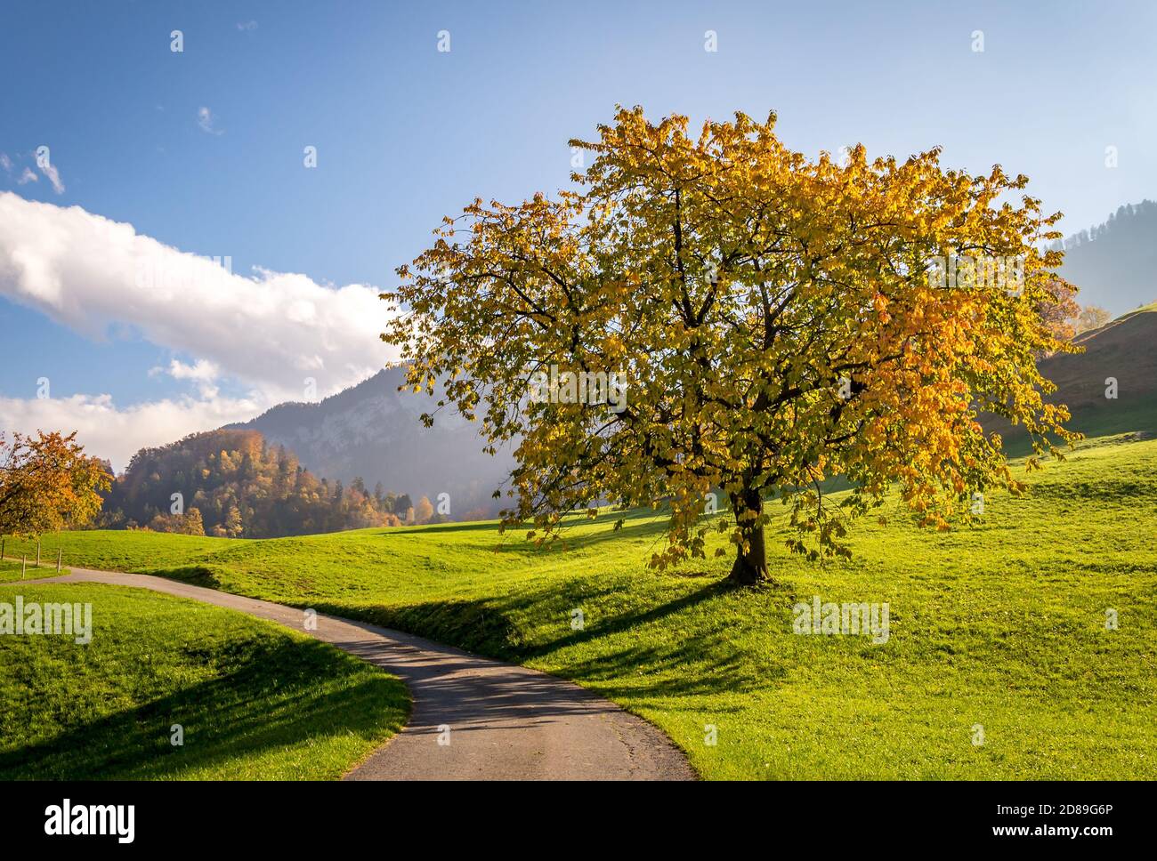 Kirschbaum im Herbst Alpenlandschaft, Lauerz, Schwyz, Schweiz Stockfoto