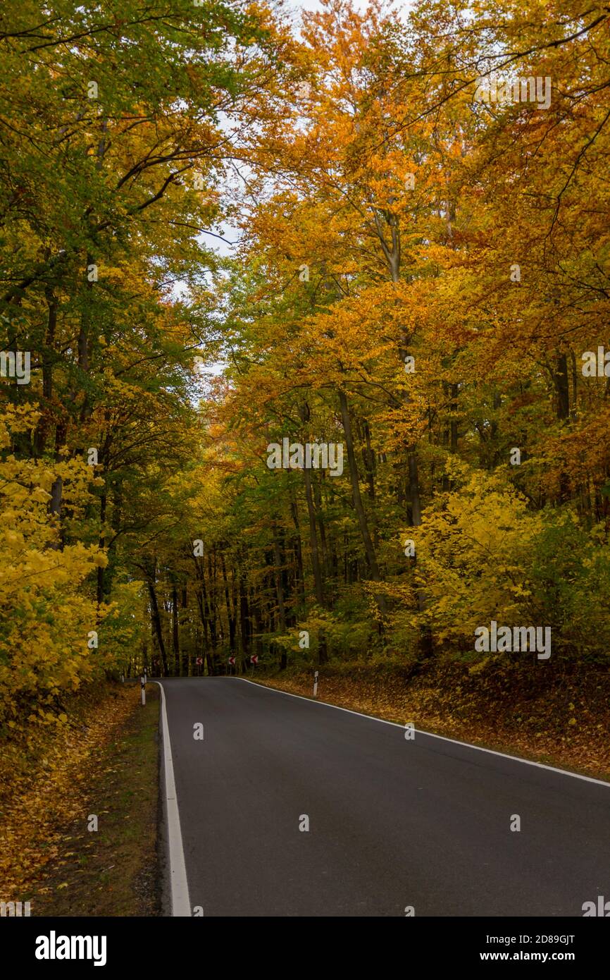 Herbststimmung im Nationalpark Hainich - Thüringen / Deutschland Stockfoto