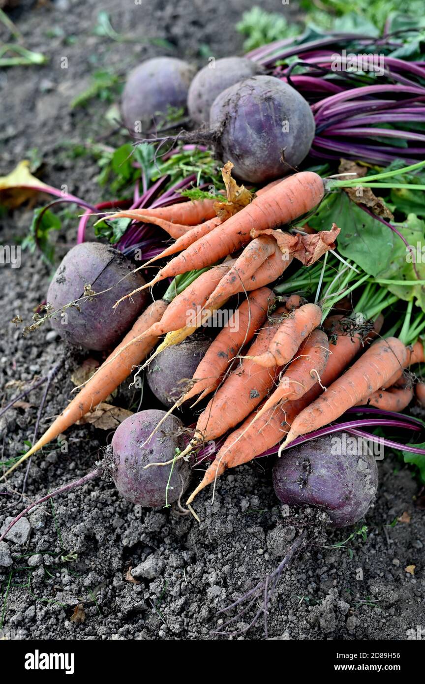 Nahaufnahme von frisch gepflückten Rote Beete und Karotten auf dem Boden, Bosnien und Herzegowina Stockfoto