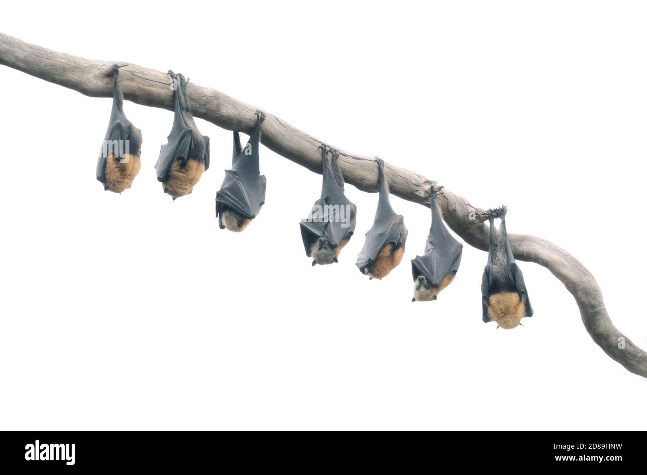 Reihe von Grey-headed fliegenden Fuchs Fledermäuse hängen an einem Zweig, Australien Stockfoto