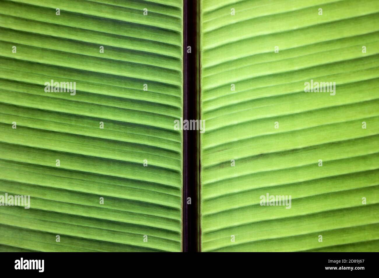 Nahaufnahme der Adern auf grünem Bananenblatt Stockfoto