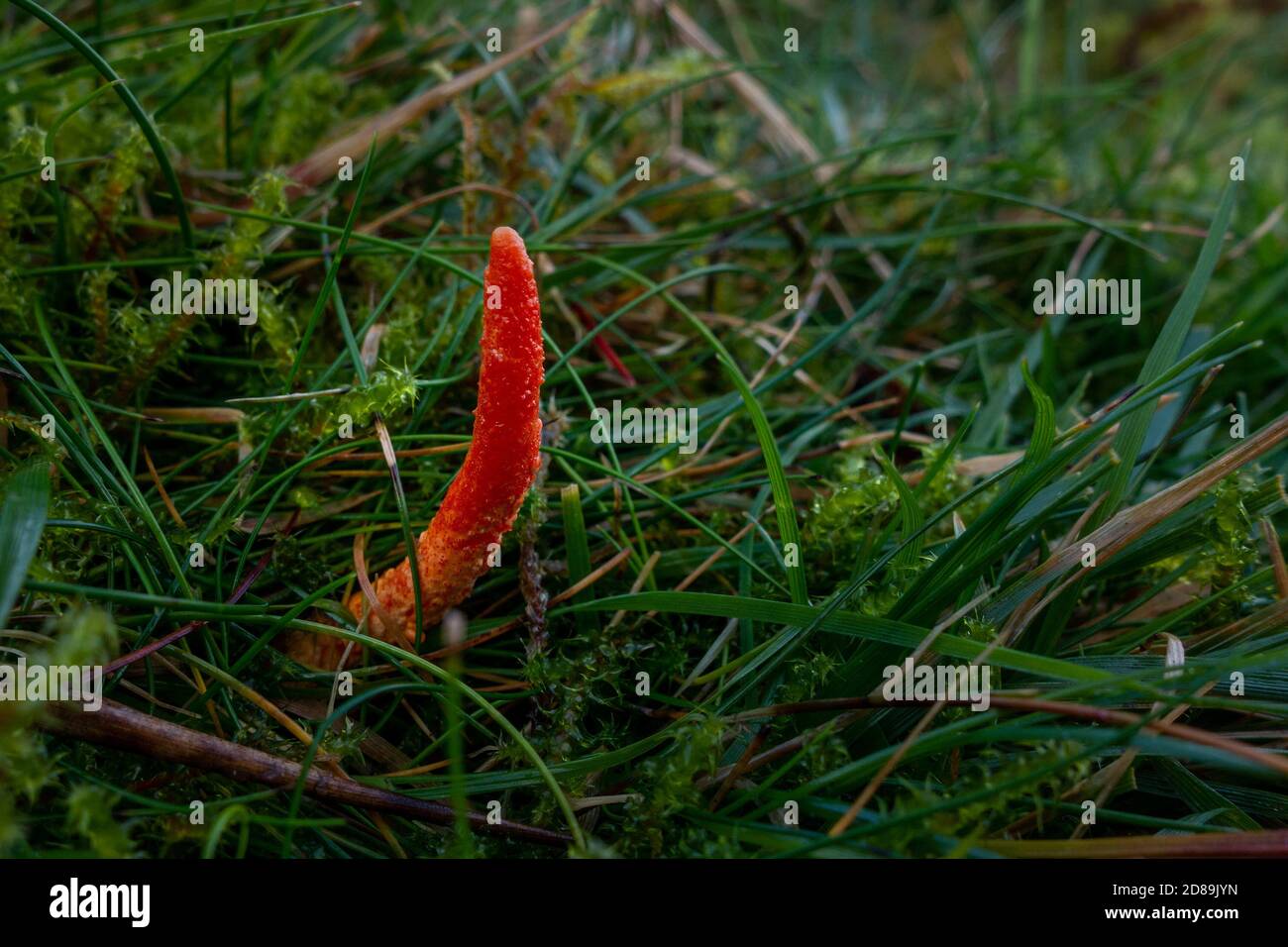 Ein seltener Fund, der scharlachrote Raupenklubpilz (Cordyceps militaris). Im Moorgras wachsend, hat sich dieser Pilz an den Under befestigt Stockfoto