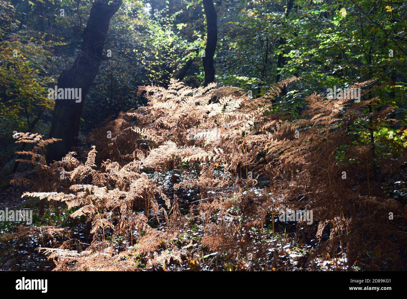 Eichenwälder und Buchenwälder im Herbstsonnenlicht Stockfoto