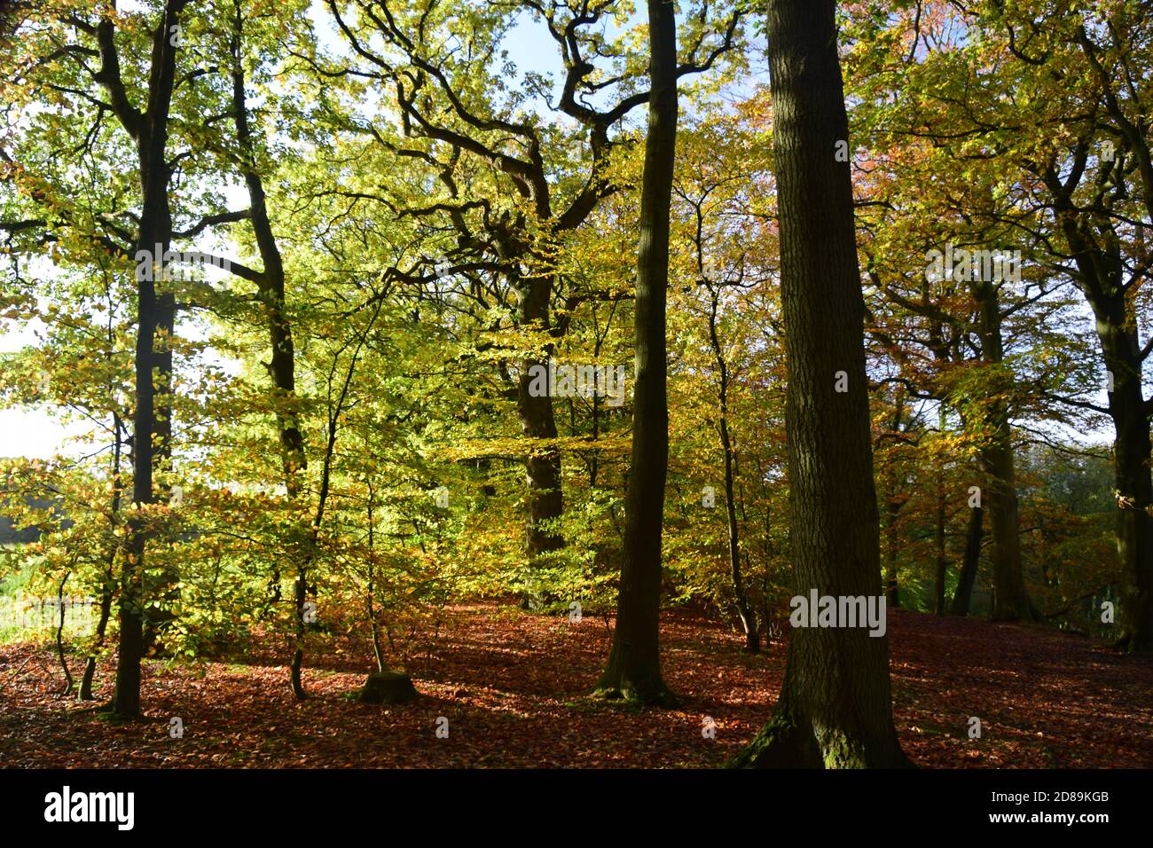 Eichenwälder und Buchenwälder im Herbstsonnenlicht Stockfoto