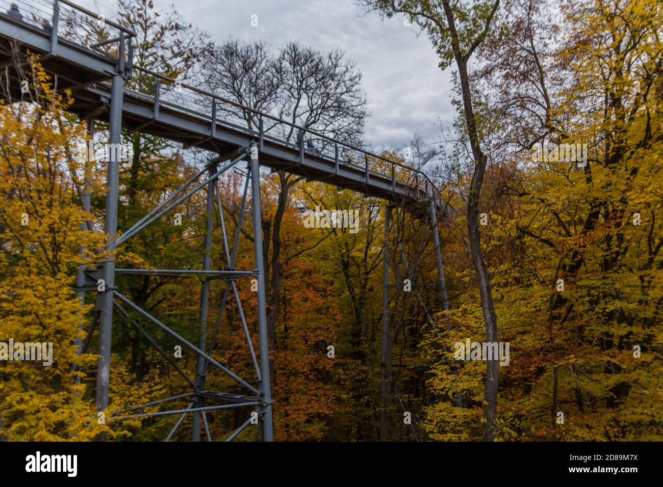 Herbststimmung im Nationalpark Hainich - Thüringen / Deutschland Stockfoto