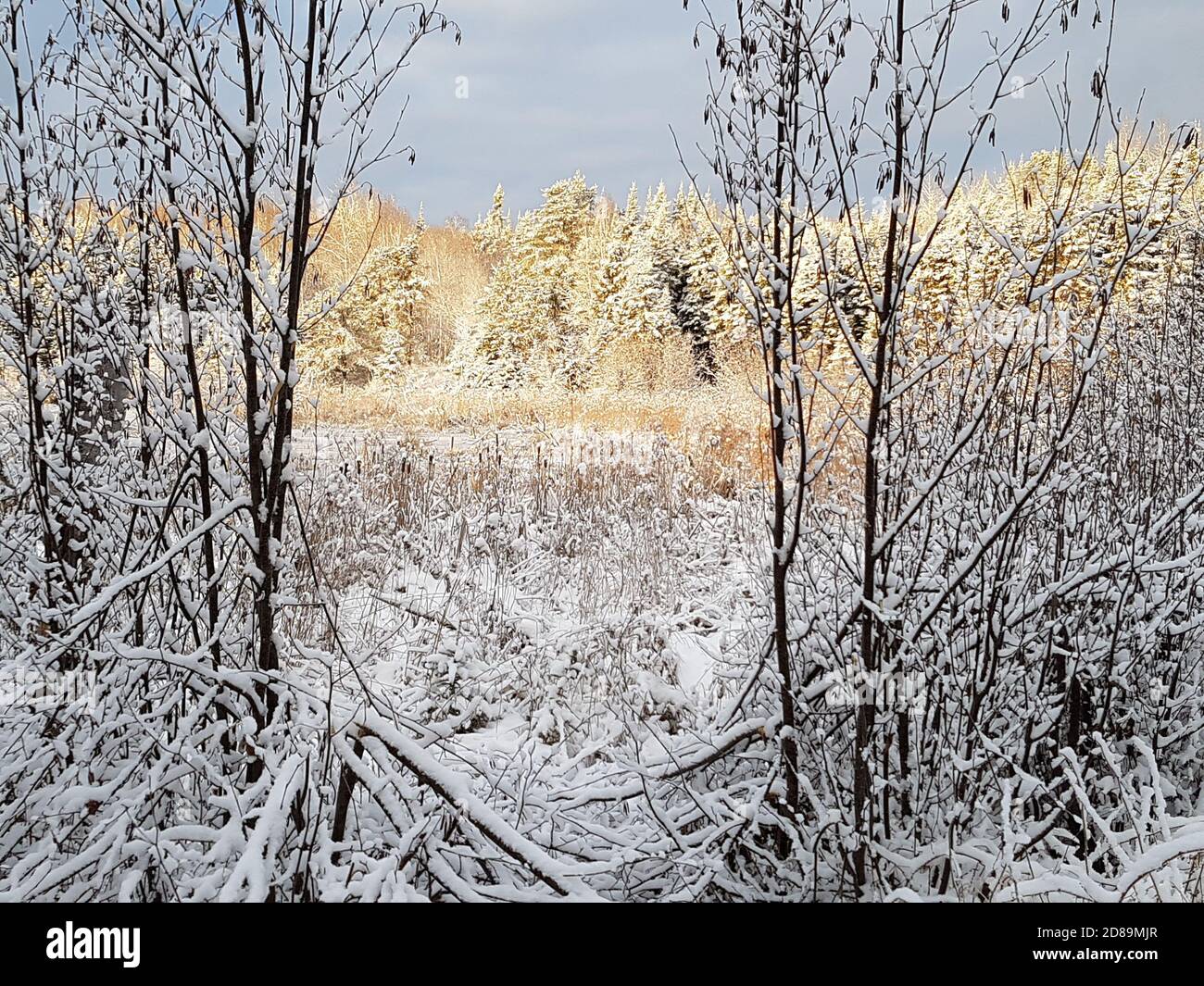 Sonnenaufgang auf Sumpf erster Schnee Stockfoto