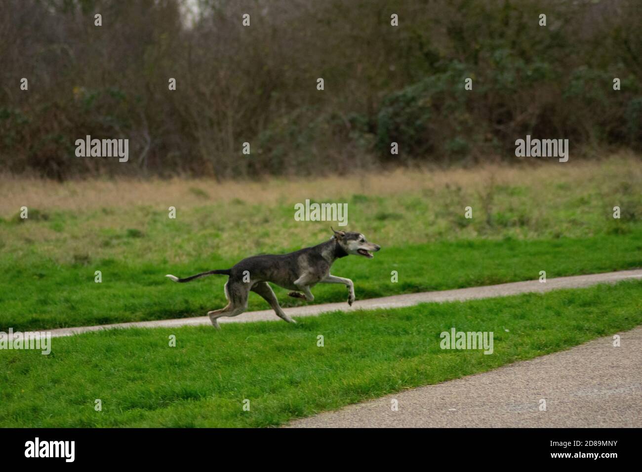 Greyhound running Fotos und Bildmaterial in hoher Auflösung Alamy