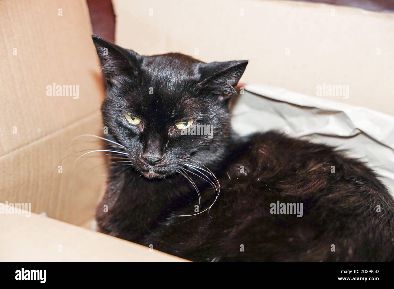 Delores, die schwarze Katze, die in einem Pappkarton dejeziert aussieht Stockfoto
