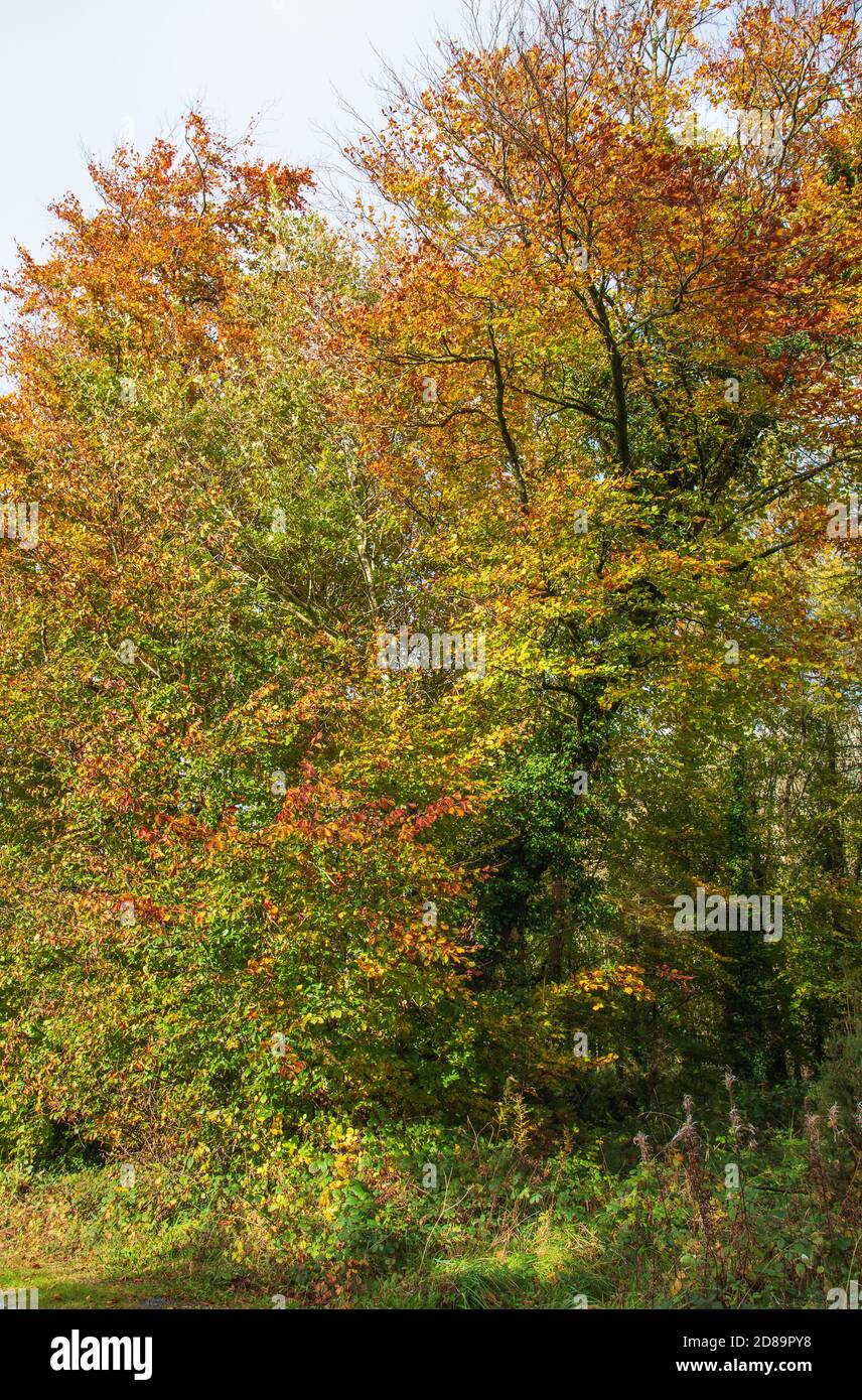 Herbstsaison im Killykeen Forest Park, Co. Cavan, Irland Stockfoto