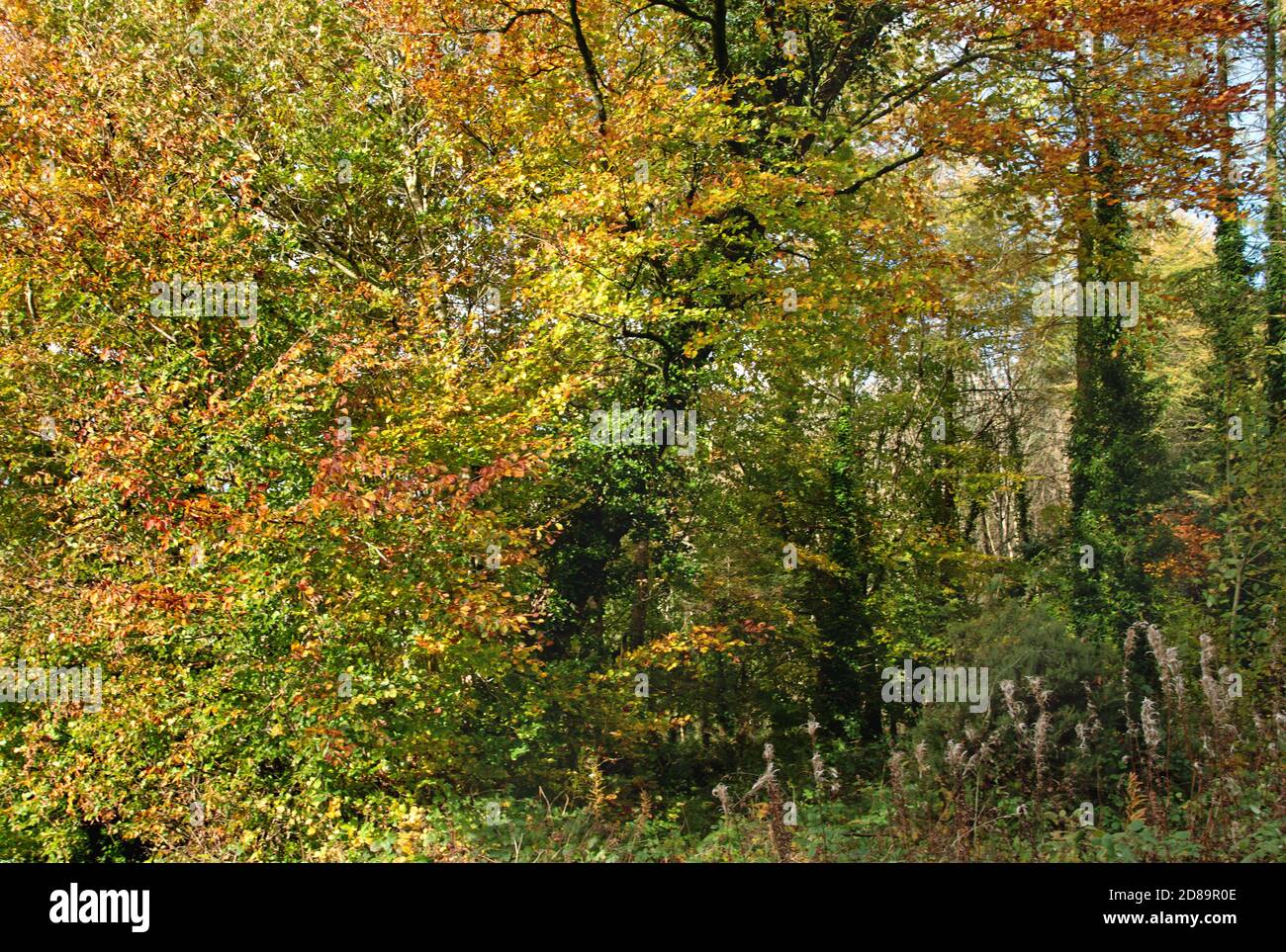 Herbstsaison im Killykeen Forest Park, Co. Cavan, Irland Stockfoto