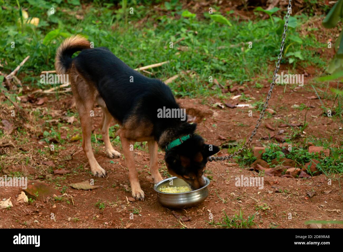 Netter Haustier Hund, der sein Futter zu Hause isst, Cross Breed von deutschem Schäferhund und indischem Pariah Hund Stockfoto