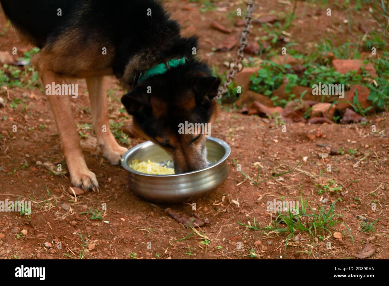 Netter Haustier Hund, der sein Futter zu Hause isst, Cross Breed von deutschem Schäferhund und indischem Pariah Hund Stockfoto