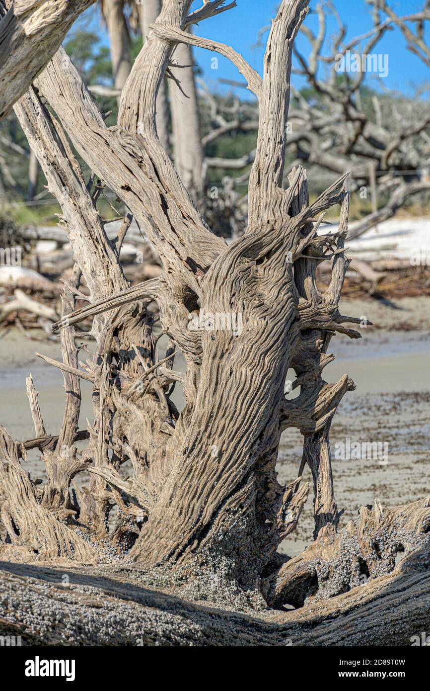 Treibholz am Strand Stockfoto