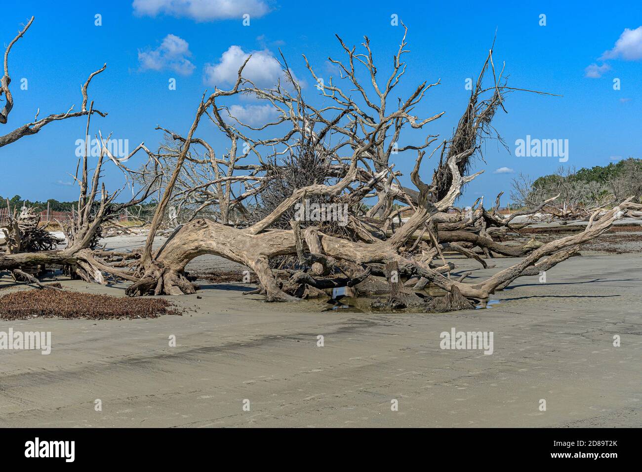 Treibholz am Strand Stockfoto