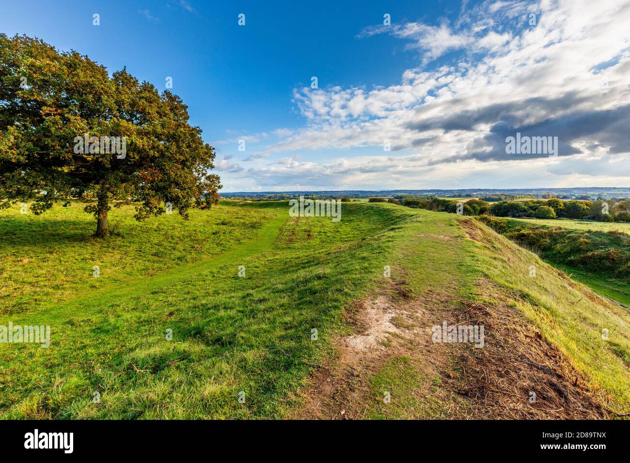 Die Verteidigungswälle und Gräben von Badbury Rings Iron Age Hill Fort in Dorset, England Stockfoto