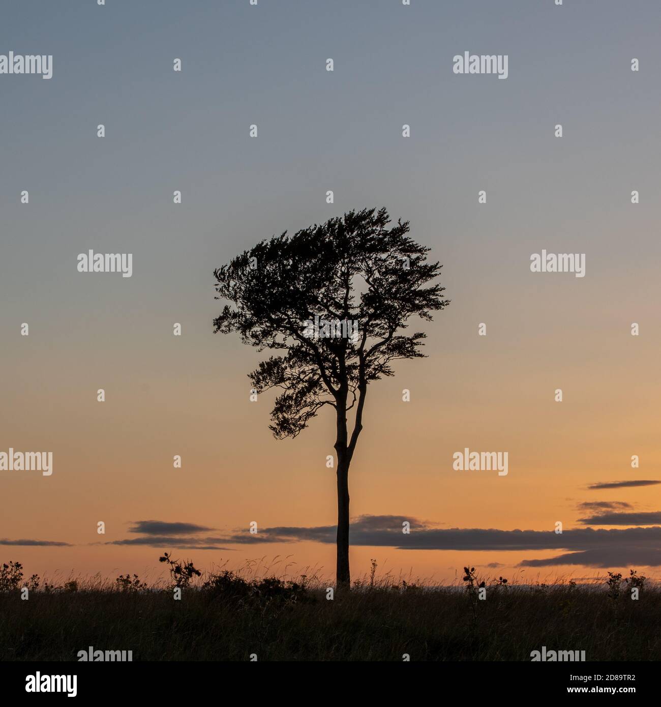 Hoch stehender Baum Stockfoto