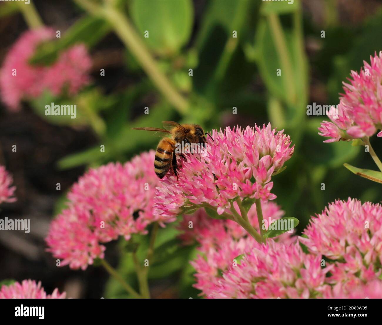 Hummeln auf einer rosafarbenen Blume Stockfoto