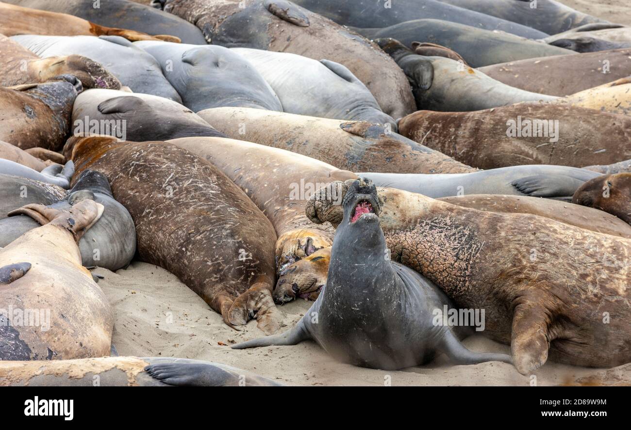 Elefantenrobben am Strand von Piedras Blancas, in der Nähe von San Simeon, Kalifornien, USA. Sie wurden wegen ihres ölreichen blubber fast aussterben lassen. Stockfoto