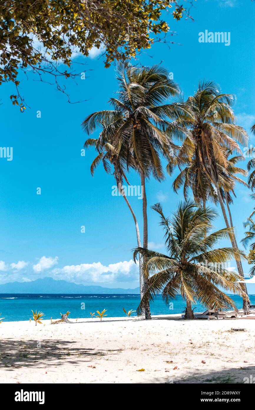 Ein leerer paradiesischer Strand mit Palmen, weißem Sand und türkisblauem Wasser in marie galante, Guadeloupe Stockfoto