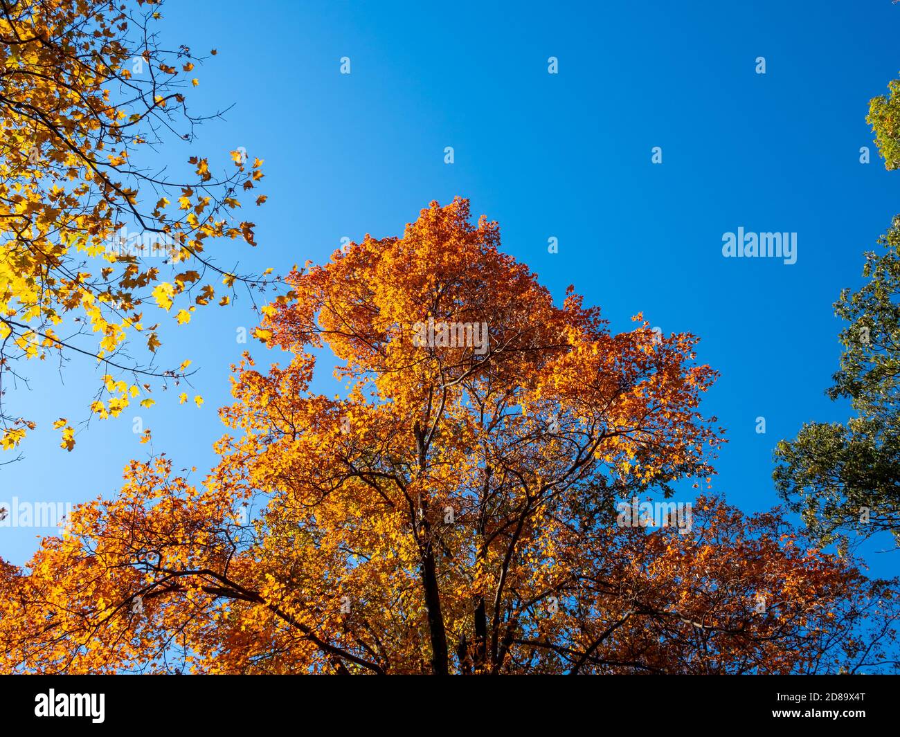 Orange und gelbe Laub auf Bäumen un Herbst Stockfoto