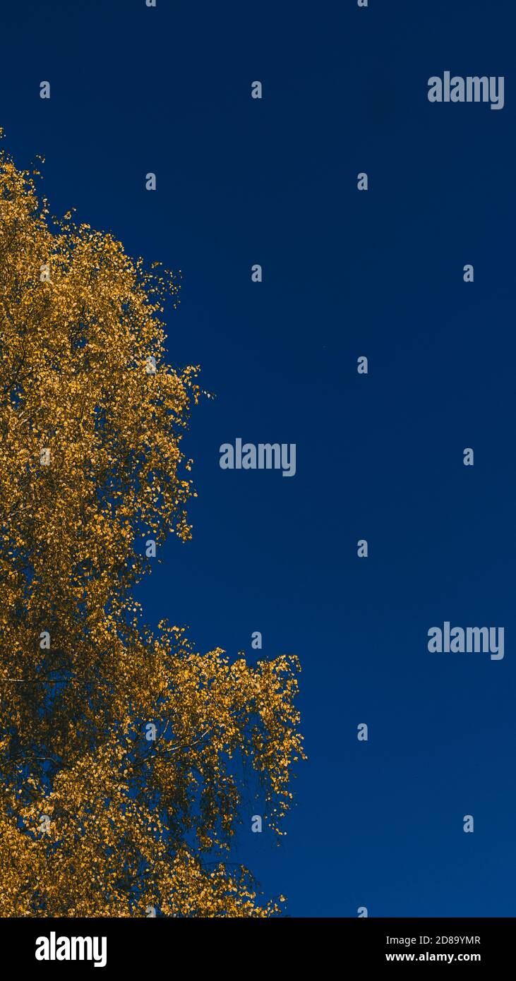 Gelber Baum am blauen Himmel im Herbst Stockfoto