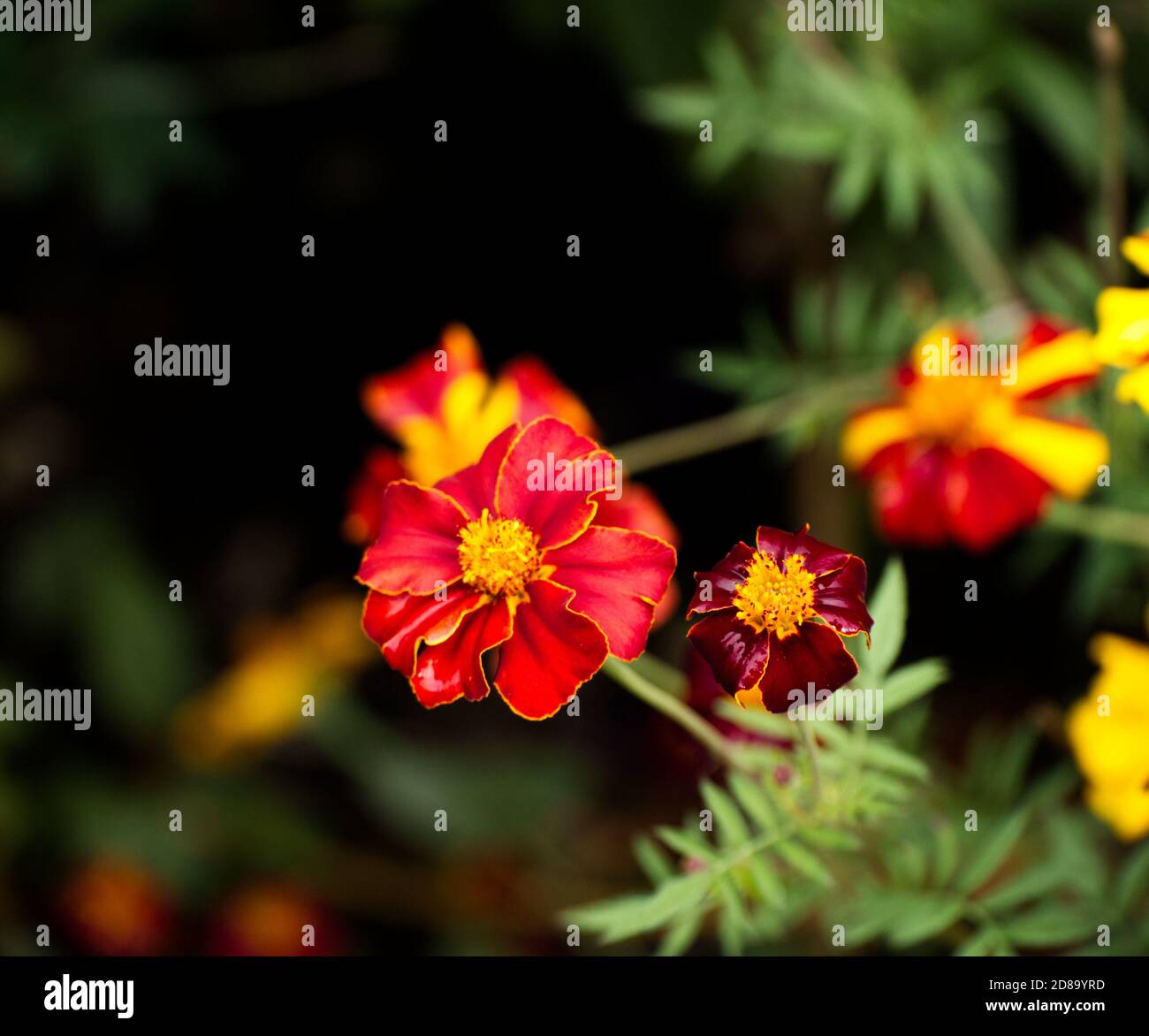 Afrifan Marigold, Aztec Marigold, Mexican Marigold. Tagetes Erecta. Rot Und Gelb. Kenwood House, Hampstead Heath, London. Parklandschaft, uralter Wald. Stockfoto