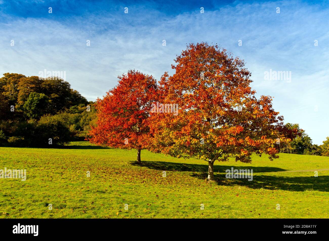 Eichenbäume (Quercus sp) mit brillanter Herbstfärbung auf dem Gelände von Killerton House, nr Exeter, Devon, England, UK Stockfoto