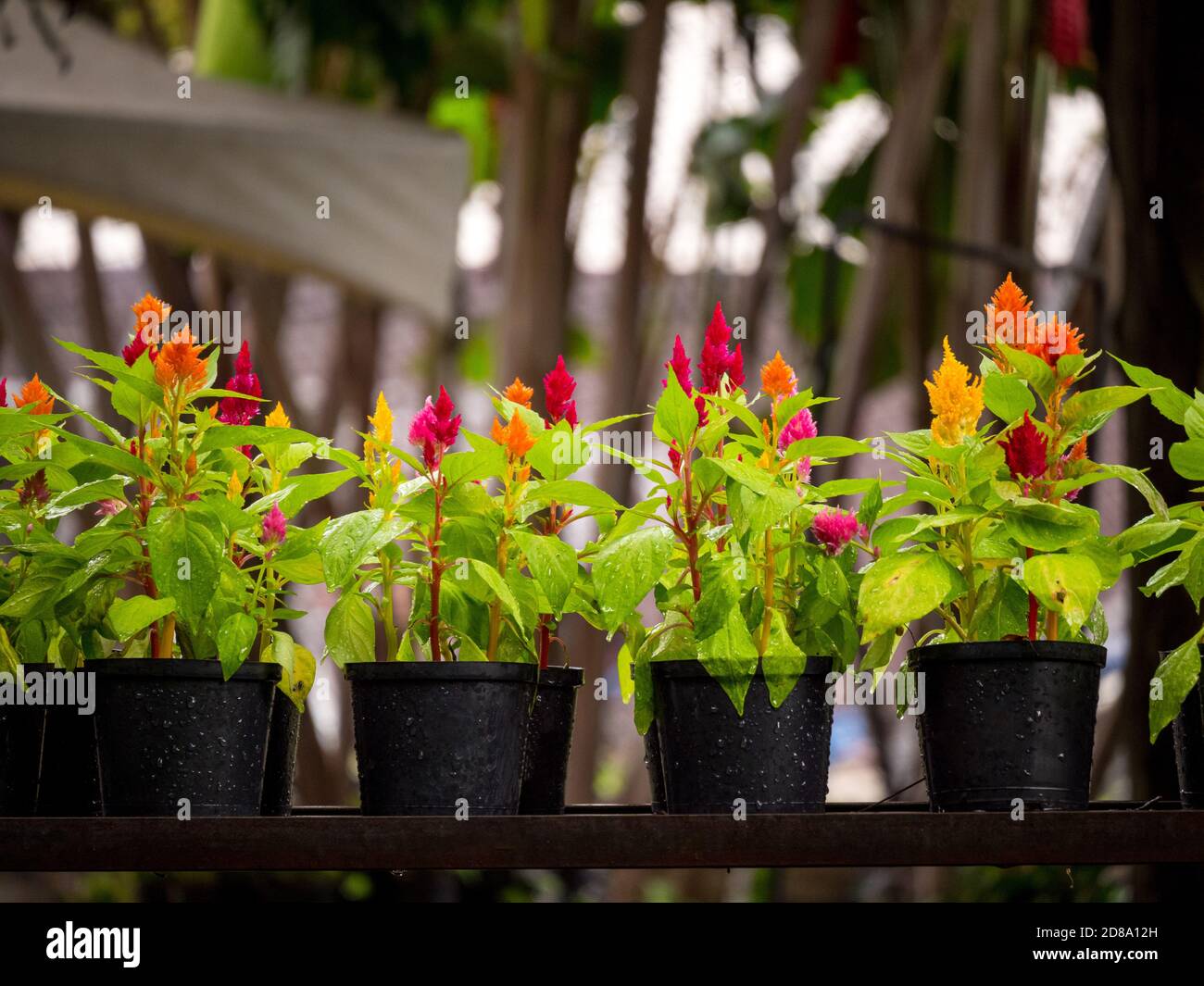 Celosia Argentea, allgemein bekannt als Plumed Cockscomb Stockfoto